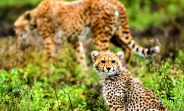 cheetah